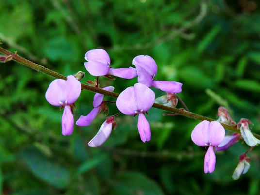 {Desmodium canescens}